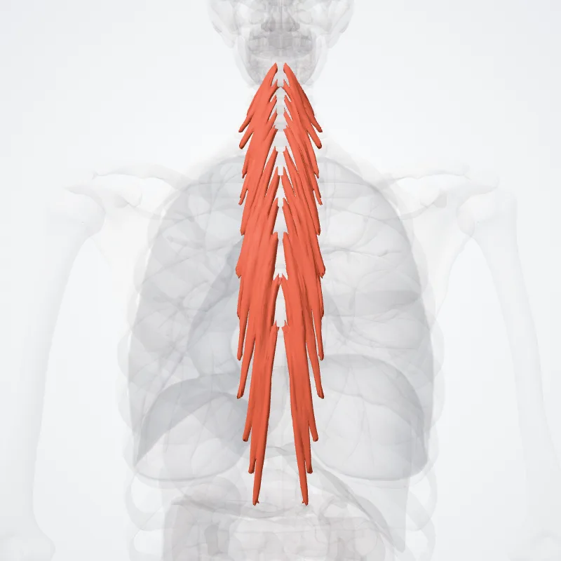 Musculus semispinalis (Semispinalis muscles) hervorgehoben in einem 3D-Modell des menschlichen Körpers