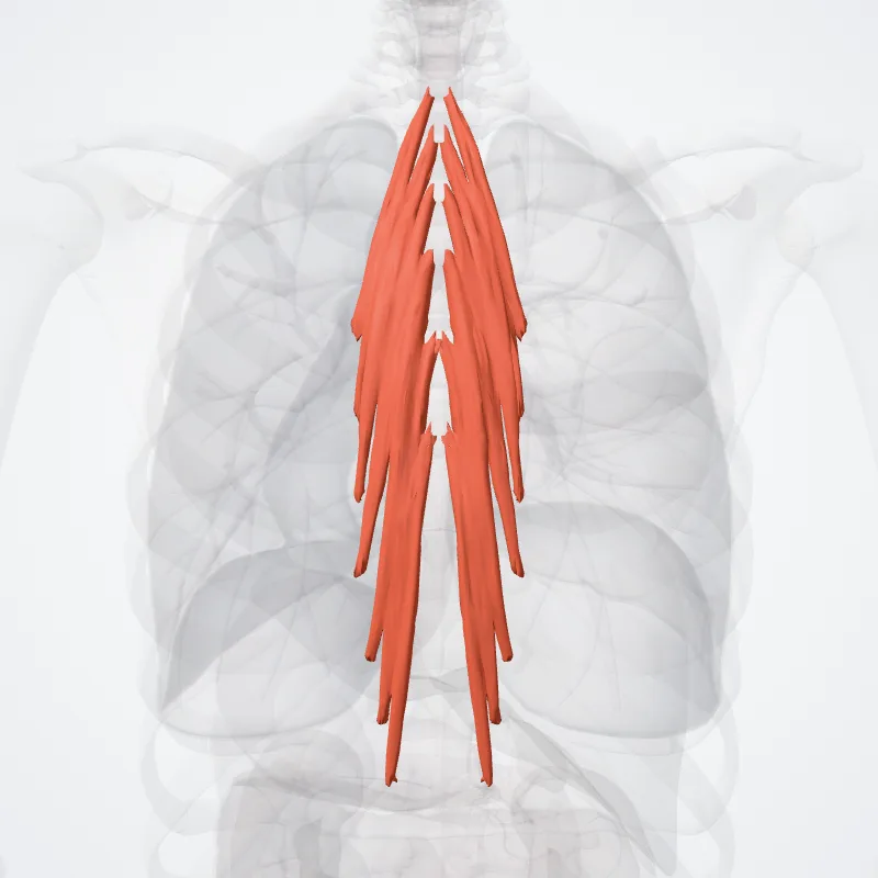Musculus semispinalis thoracis (Semispinalis thoracis muscle) hervorgehoben in einem 3D-Modell des menschlichen Körpers
