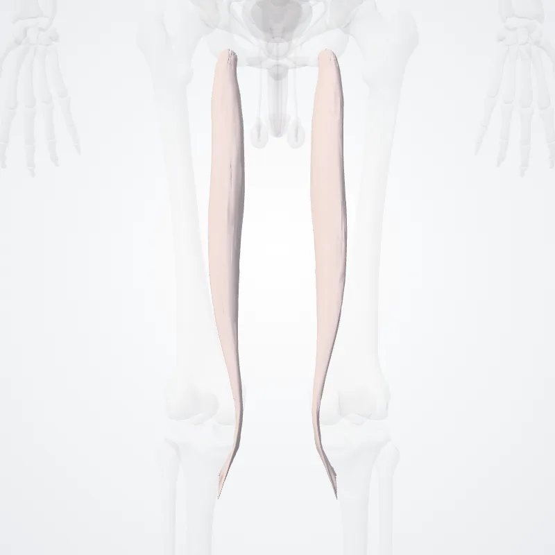 Musculus semitendinosus (Semitendinosus muscle) hervorgehoben in einem 3D-Modell des menschlichen Körpers