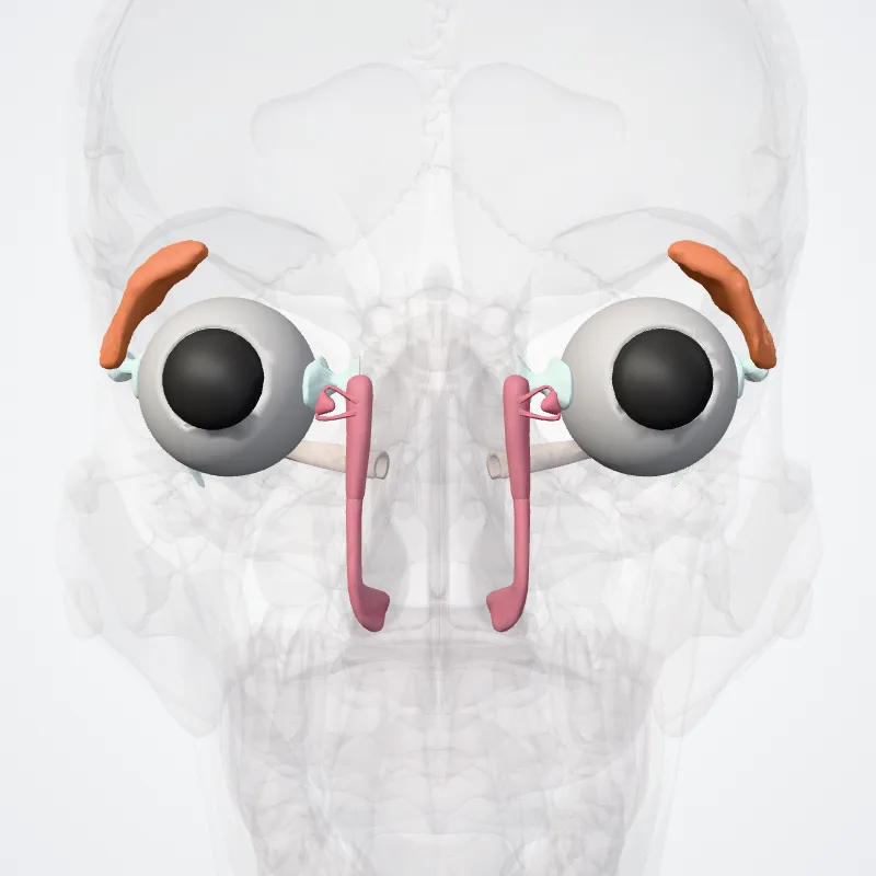 Organa sensuum (Sense organs) hervorgehoben in einem 3D-Modell des menschlichen Körpers