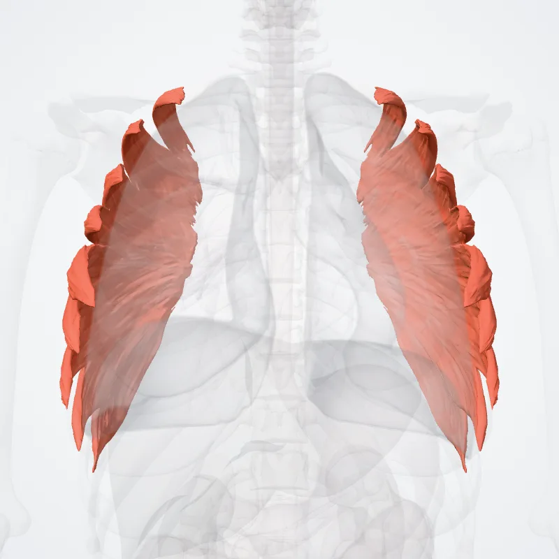 Serratus anterior muscle (Musculus serratus anterior) highlighted in a 3D model of the human body