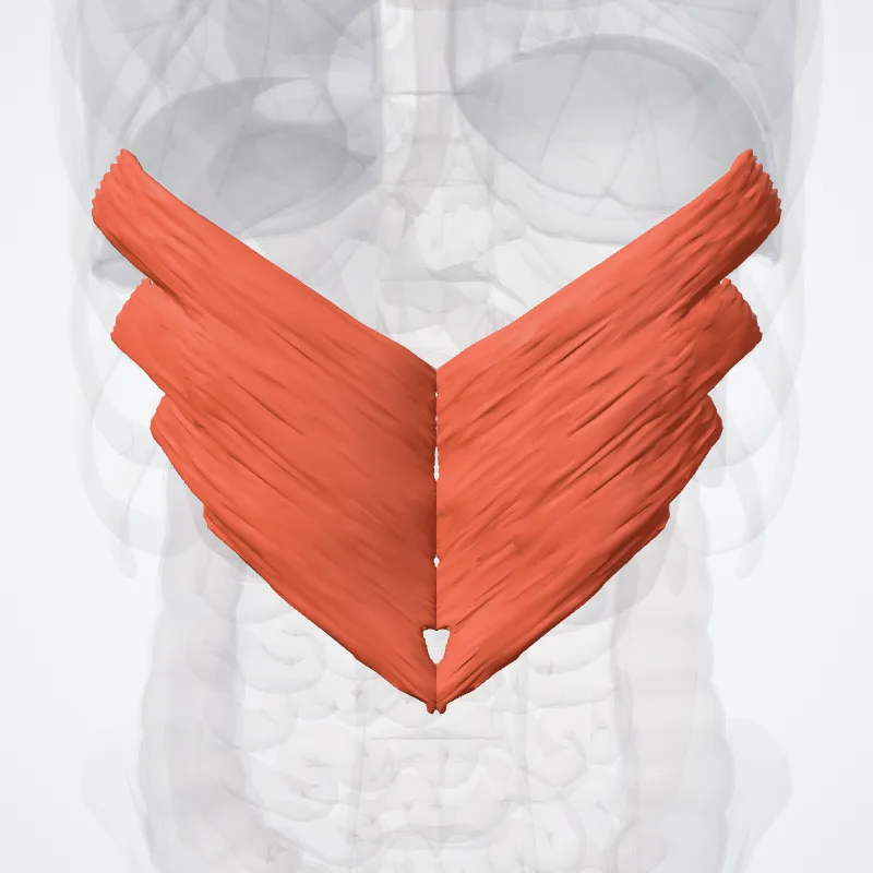 Musculus serratus posterior inferior (Serratus posterior inferior muscle) hervorgehoben in einem 3D-Modell des menschlichen Körpers