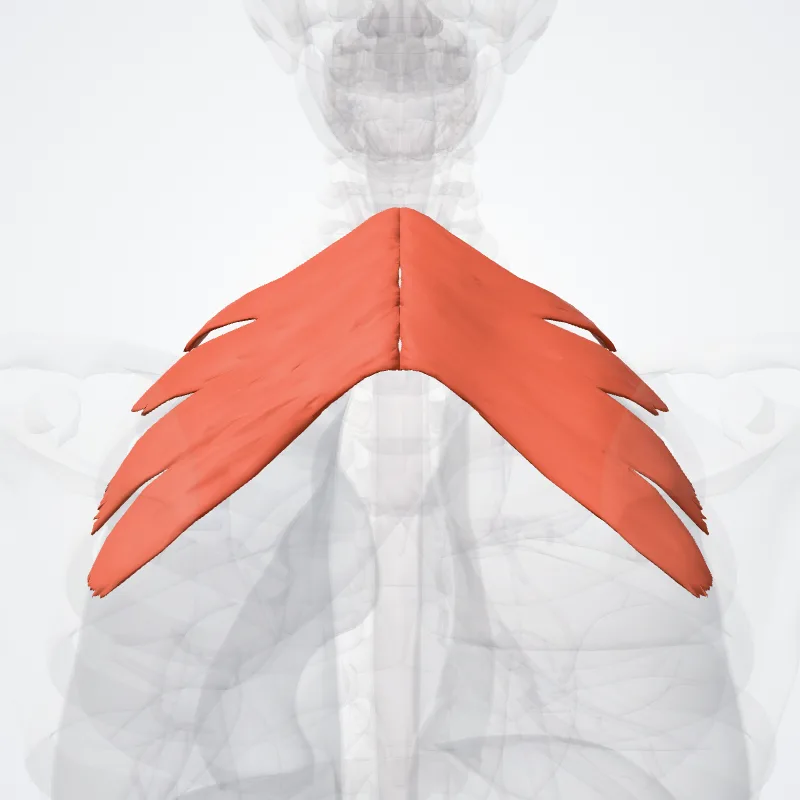 Serratus posterior superior muscle (Musculus serratus posterior superior) highlighted in a 3D model of the human body