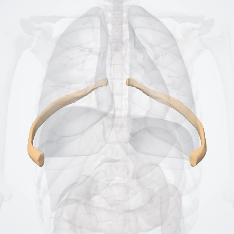 Septima costa (Seventh rib) hervorgehoben in einem 3D-Modell des menschlichen Körpers