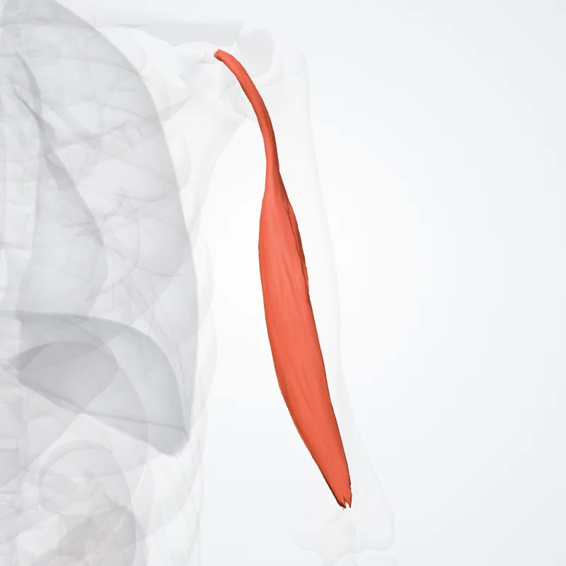 Caput breve musculi bicipitis brachii (Short head of biceps brachii) hervorgehoben in einem 3D-Modell des menschlichen Körpers