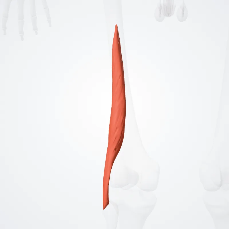 Short head of biceps femoris (Caput breve musculi bicipitis femoris) highlighted in a 3D model of the human body