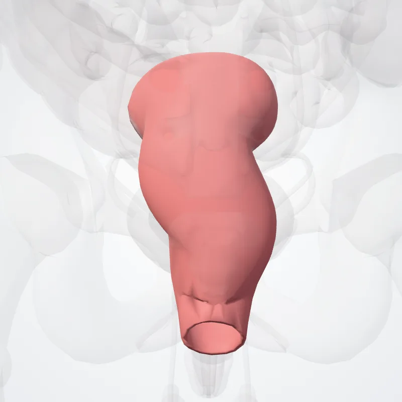 Colon sigmoideum (Sigmoid colon) hervorgehoben in einem 3D-Modell des menschlichen Körpers