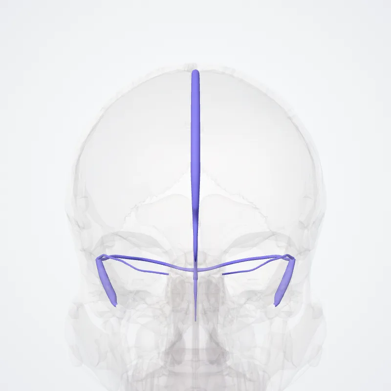 Sigmoid sinus (Sinus sigmoideus) highlighted in a 3D model of the human body