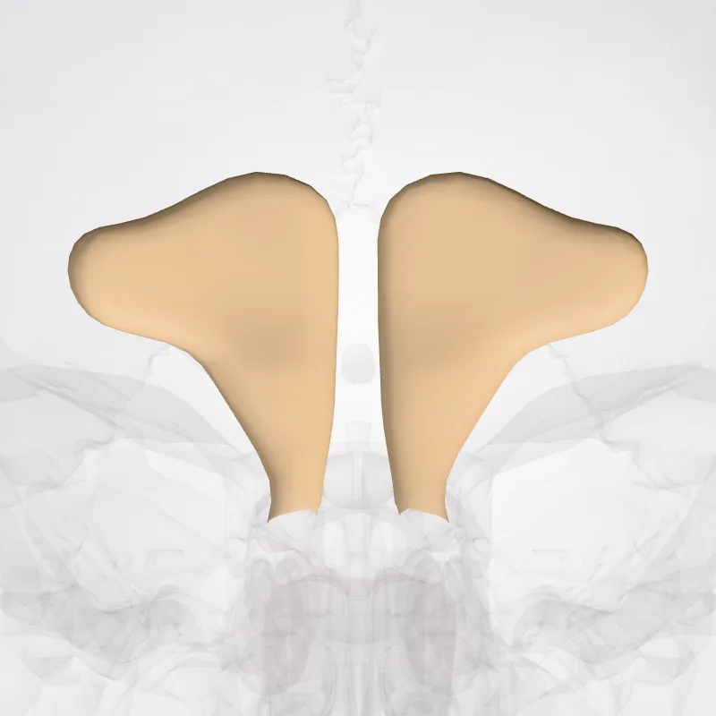 Sinus ossis frontalis (Sinus of frontal bone) hervorgehoben in einem 3D-Modell des menschlichen Körpers