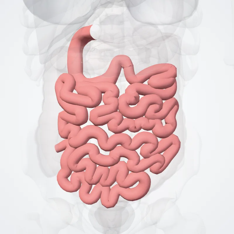 Intestinum tenue (Small intestine) hervorgehoben in einem 3D-Modell des menschlichen Körpers