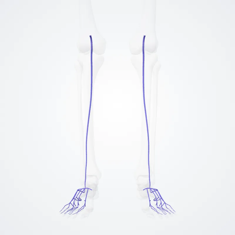 Vena saphena parva (Small saphenous vein) hervorgehoben in einem 3D-Modell des menschlichen Körpers