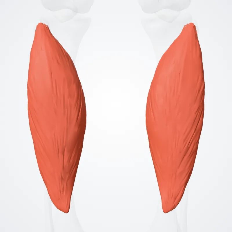 Soleus muscle (Musculus soleus) highlighted in a 3D model of the human body