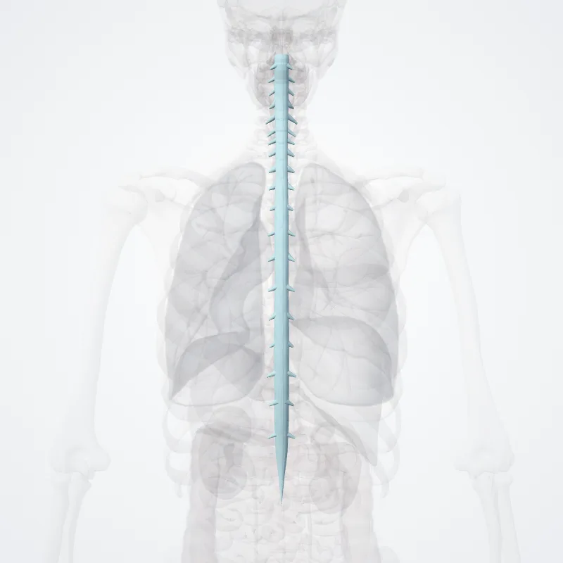 Dura spinalis (Spinal dura) hervorgehoben in einem 3D-Modell des menschlichen Körpers