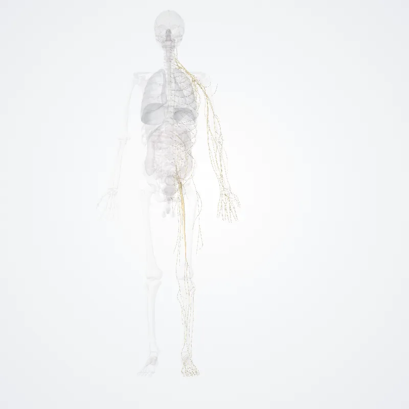 Nervi spinales (Spinal nerves) hervorgehoben in einem 3D-Modell des menschlichen Körpers