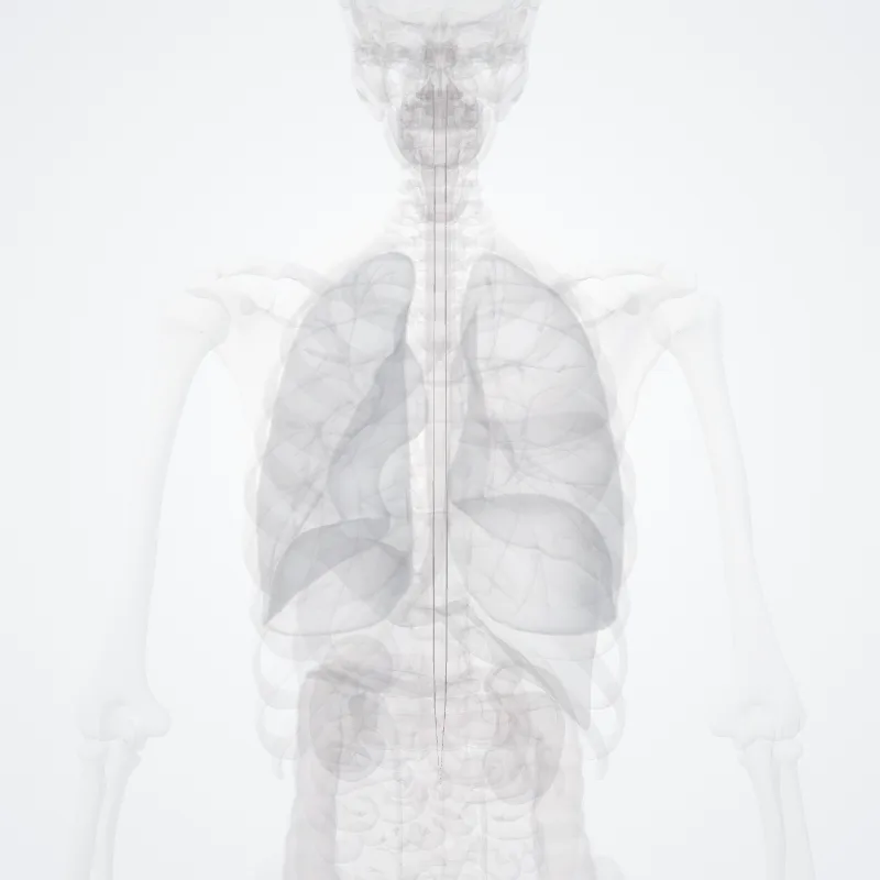 Processus reticularis spinalis (Spinal reticular process) hervorgehoben in einem 3D-Modell des menschlichen Körpers