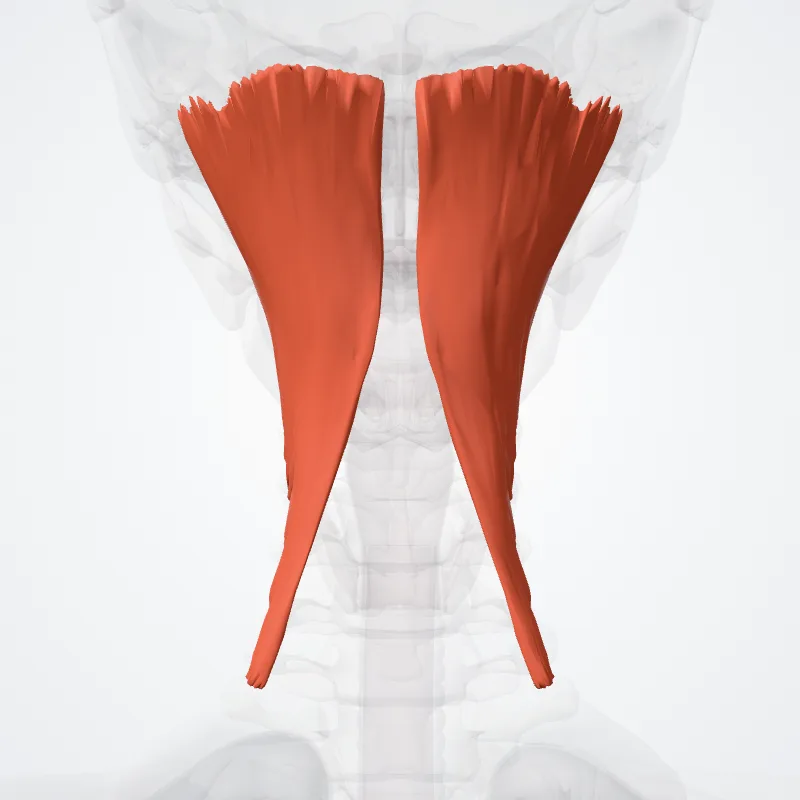 Musculus spinalis capitis (Spinalis capitis muscle) hervorgehoben in einem 3D-Modell des menschlichen Körpers