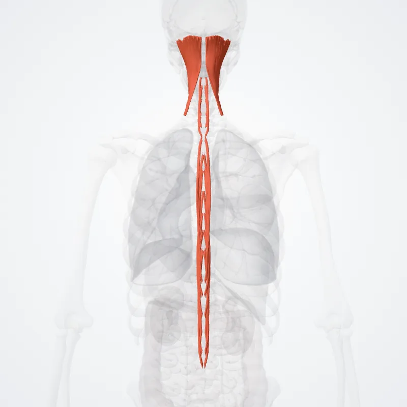Musculi spinales (Spinalis muscles) hervorgehoben in einem 3D-Modell des menschlichen Körpers