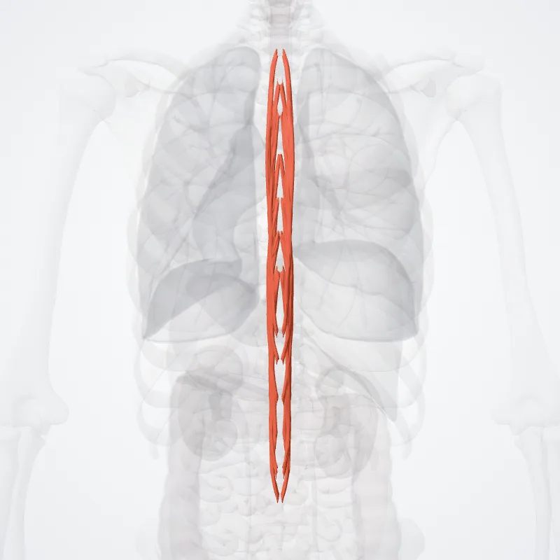 Spinalis thoracis muscle (Musculus spinalis thoracis) highlighted in a 3D model of the human body