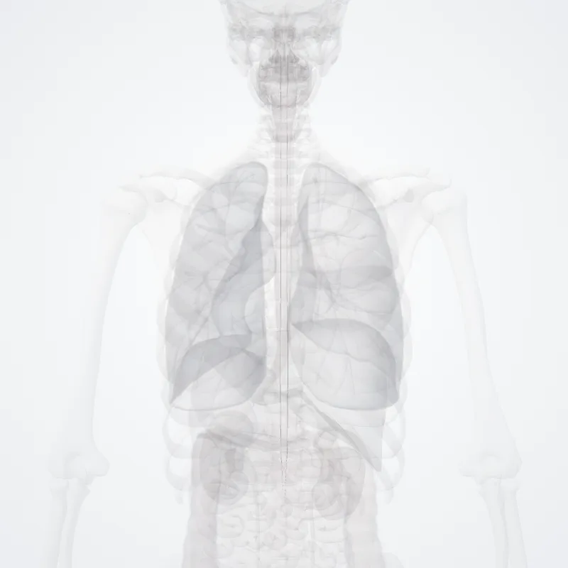 Tractus spinotectalis (Spinotectal tract) hervorgehoben in einem 3D-Modell des menschlichen Körpers