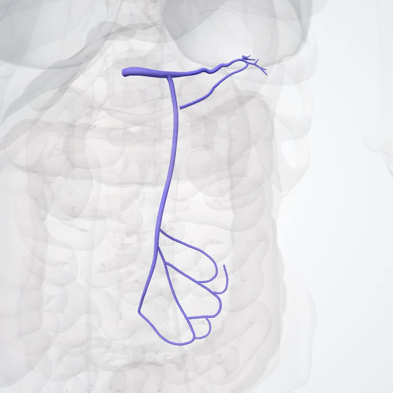 Splenic vein (Vena splenica) highlighted in a 3D model of the human body