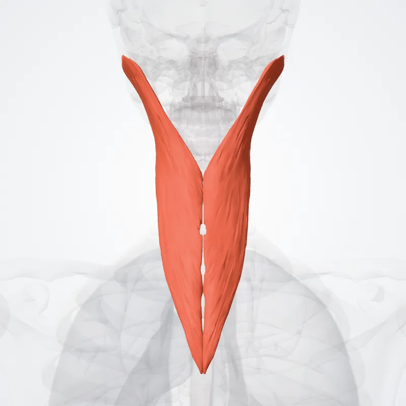 Musculus splenius capitis (Splenius capitis muscle) hervorgehoben in einem 3D-Modell des menschlichen Körpers