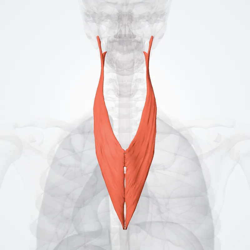 Splenius colli muscle (Musculus splenius colli) highlighted in a 3D model of the human body