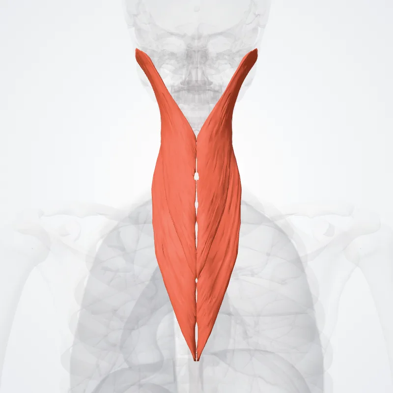 Splenius muscles (Musculi splenii) highlighted in a 3D model of the human body