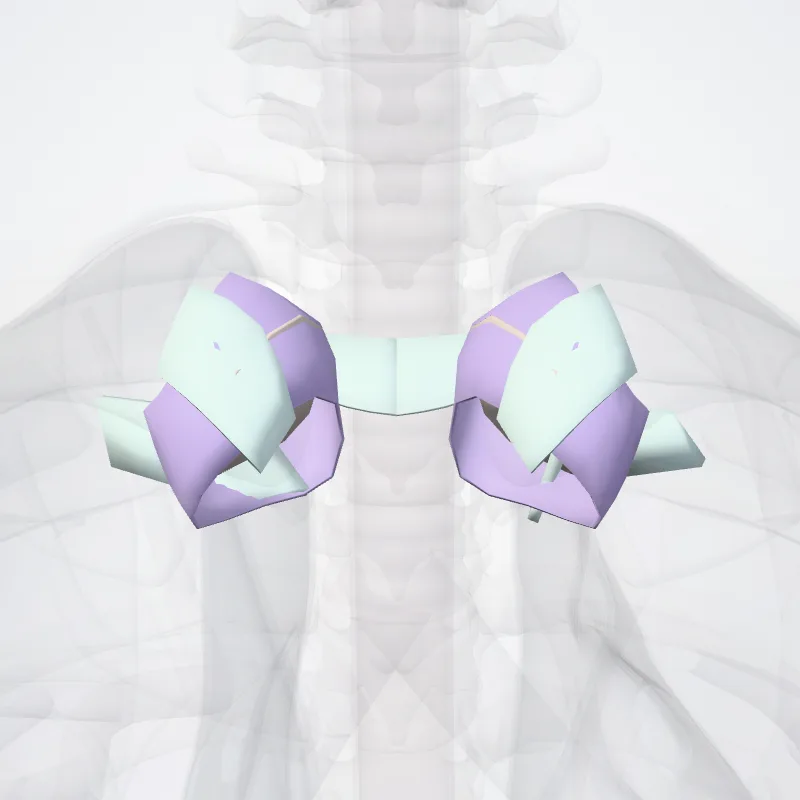 Articulatio sternoclavicularis (Sternoclavicular joint) hervorgehoben in einem 3D-Modell des menschlichen Körpers