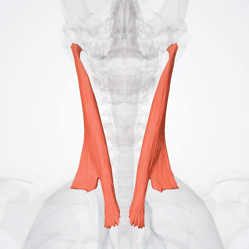 Sternocleidomastoid muscle (Musculus sternocleidomastoideus) highlighted in a 3D model of the human body