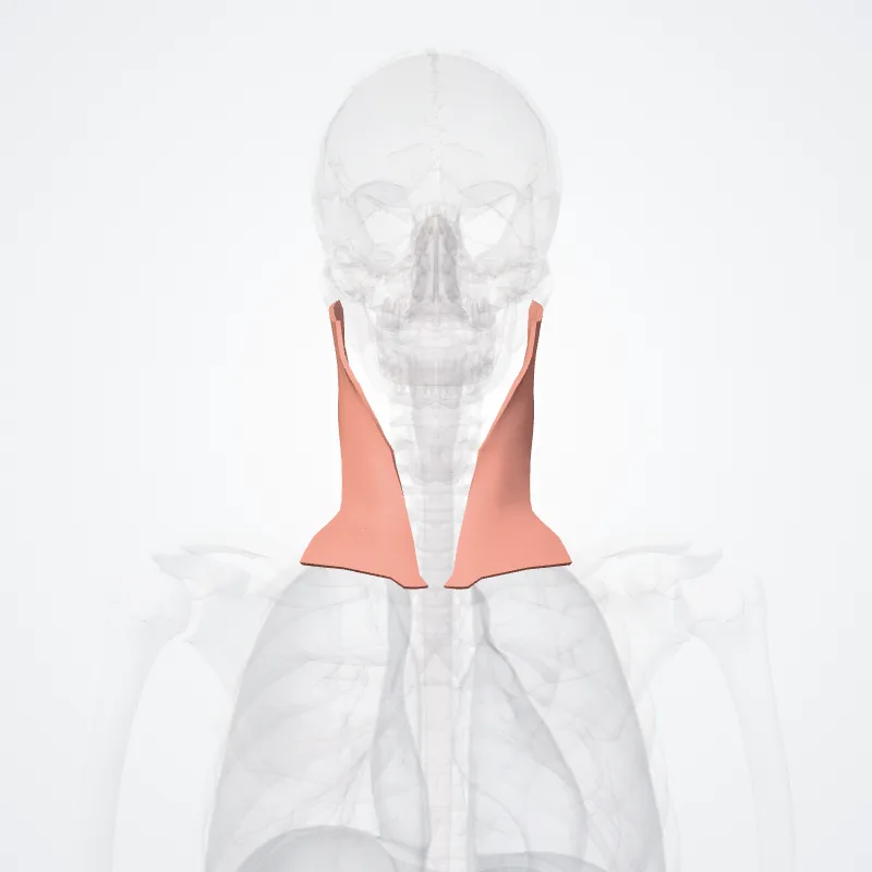 Regio sternocleidomastoidea (Sternocleidomastoid region) hervorgehoben in einem 3D-Modell des menschlichen Körpers