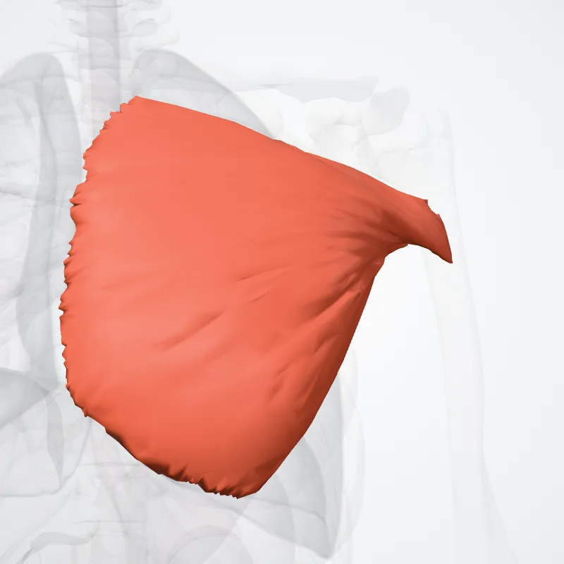 Pars sternocostalis musculi pectoralis majoris (Sternocostal head of pectoralis major muscle) hervorgehoben in einem 3D-Modell des menschlichen Körpers
