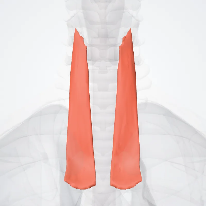 Musculus sternothyreoideus (Sternothyroid muscle) hervorgehoben in einem 3D-Modell des menschlichen Körpers