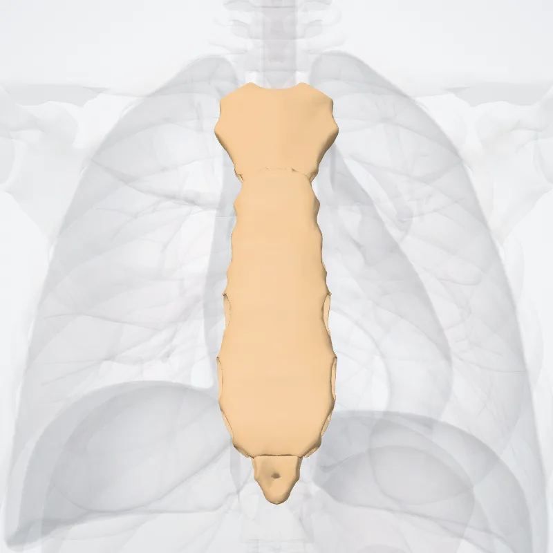 Sternum hervorgehoben in einem 3D-Modell des menschlichen Körpers