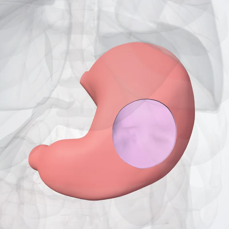Gaster (Stomach) hervorgehoben in einem 3D-Modell des menschlichen Körpers