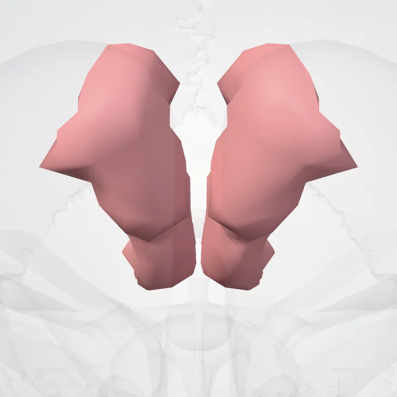 Straight gyrus (Gyrus rectus) hervorgehoben in einem 3D-Modell des menschlichen Körpers