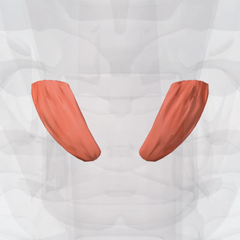 Straight part of cricothyroid muscle (Pars recta musculi cricothyreoidei) highlighted in a 3D model of the human body