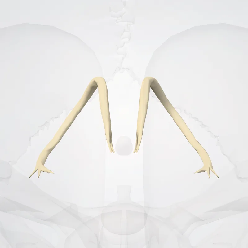 Stria terminalis highlighted in a 3D model of the human body