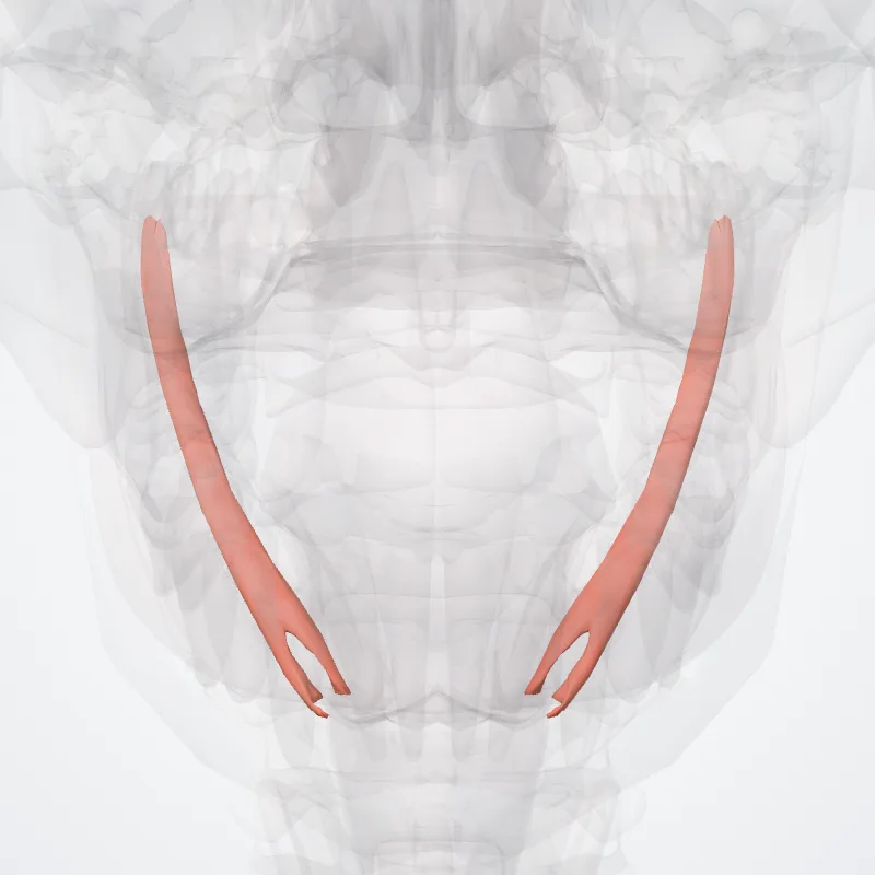 Musculus stylohyoideus (Stylohyoid muscle) hervorgehoben in einem 3D-Modell des menschlichen Körpers