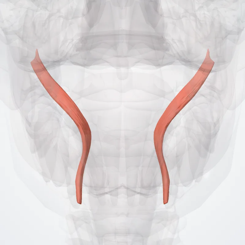 Stylopharyngeus muscle (Musculus stylopharyngeus) highlighted in a 3D model of the human body
