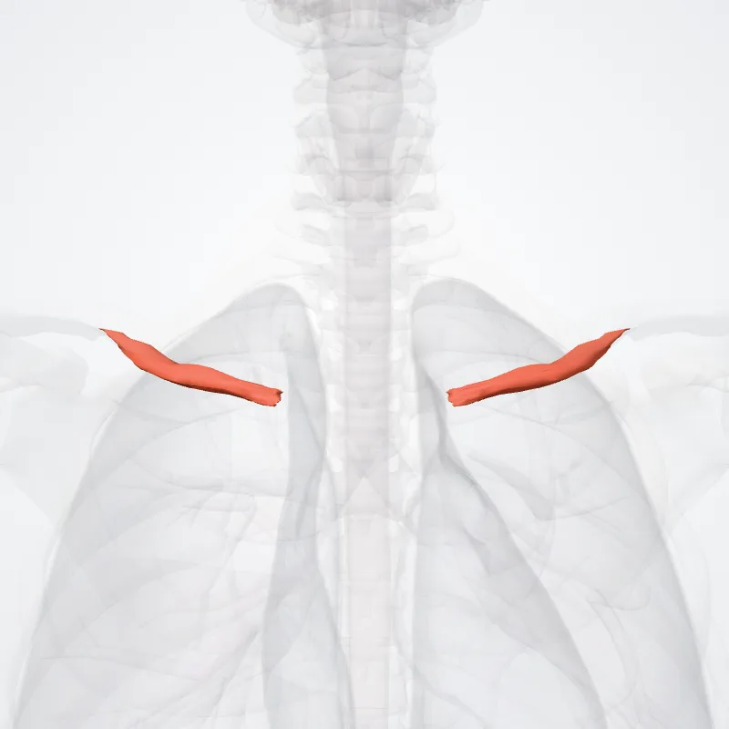 Musculus subclavius (Subclavius muscle) hervorgehoben in einem 3D-Modell des menschlichen Körpers