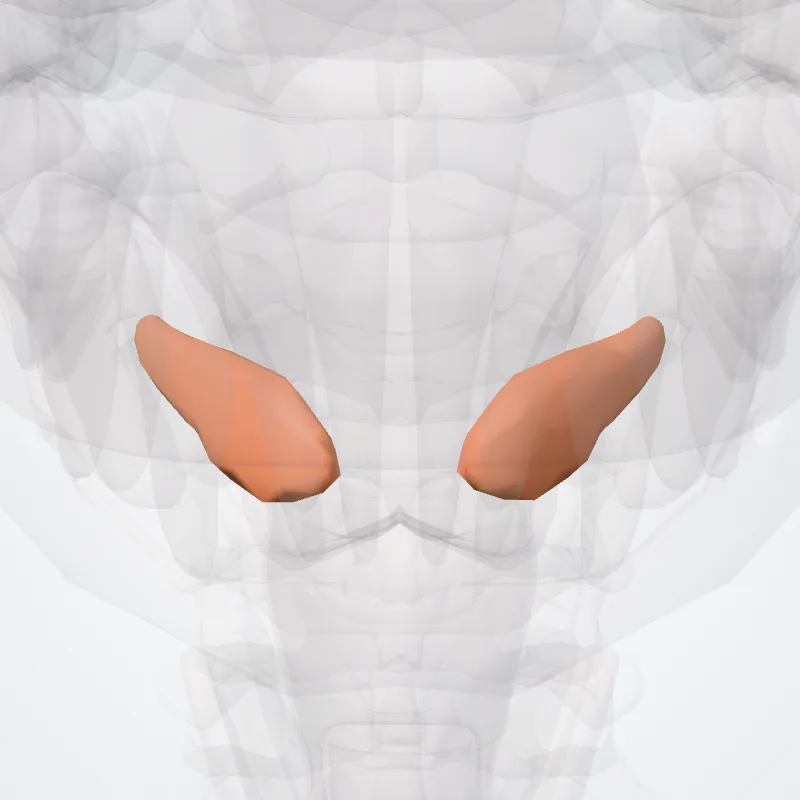Glandula sublingualis (Sublingual gland) hervorgehoben in einem 3D-Modell des menschlichen Körpers