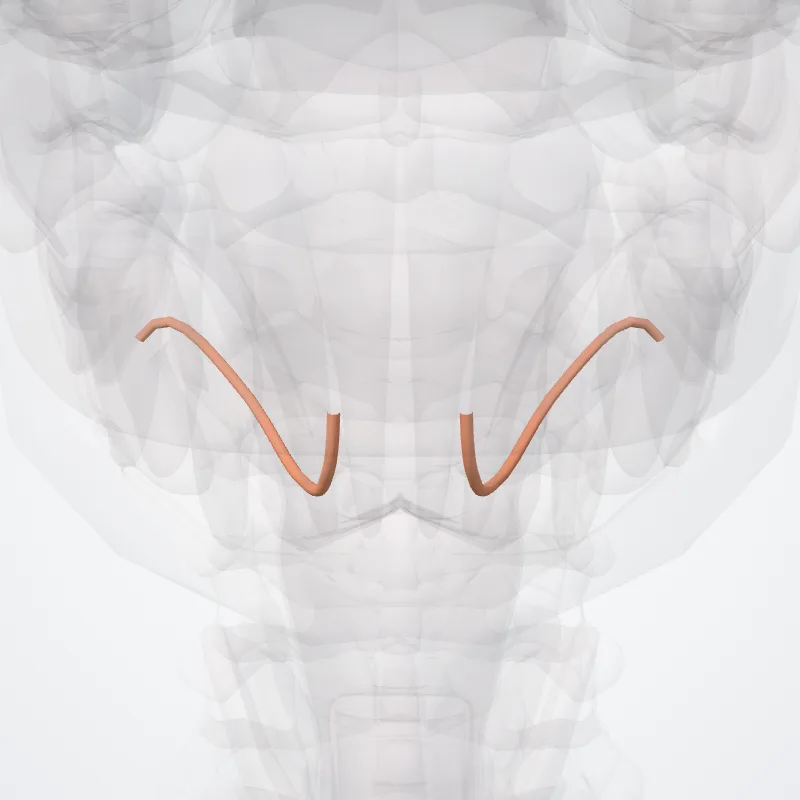 Ductus submandibularis (Submandibular duct) hervorgehoben in einem 3D-Modell des menschlichen Körpers