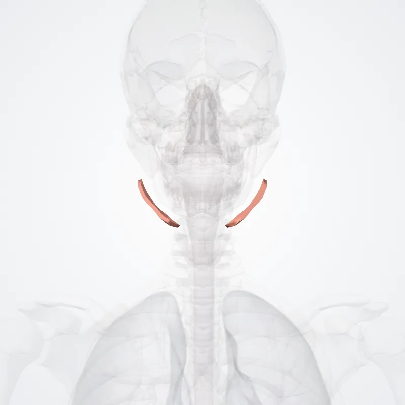 Trigonum submandibulare (Submandibular triangle) hervorgehoben in einem 3D-Modell des menschlichen Körpers