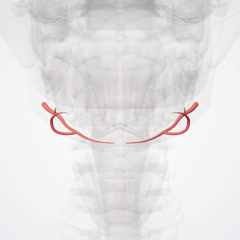 Arteria submentalis (Submental artery) hervorgehoben in einem 3D-Modell des menschlichen Körpers