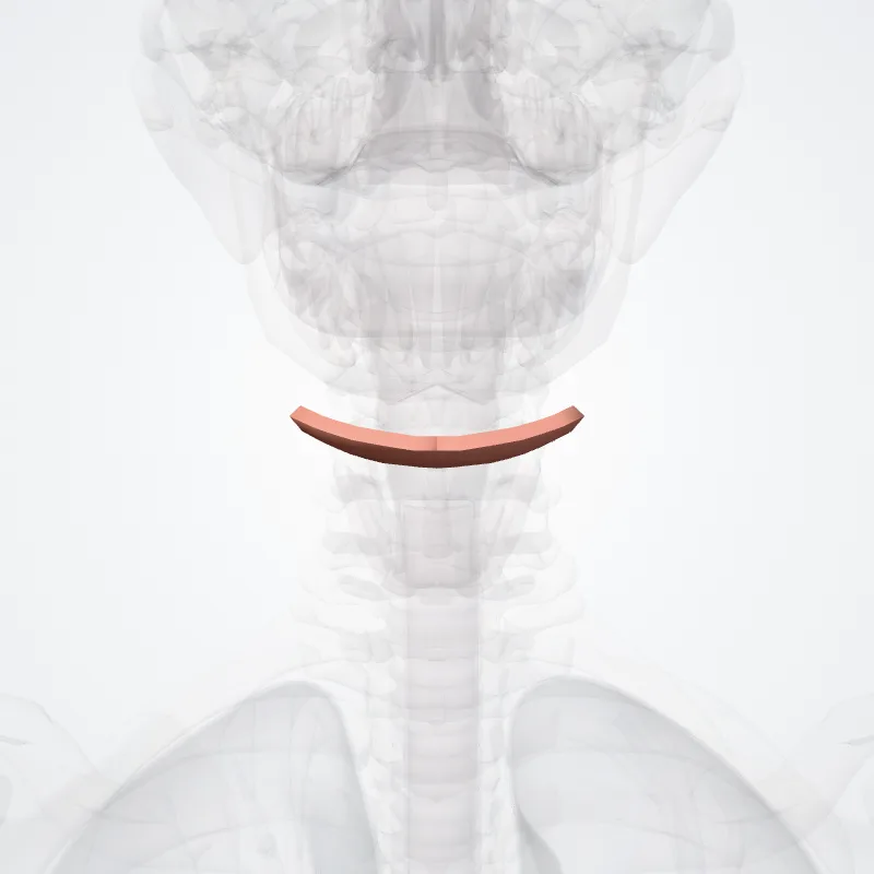 Trigonum submentale (Submental triangle) hervorgehoben in einem 3D-Modell des menschlichen Körpers