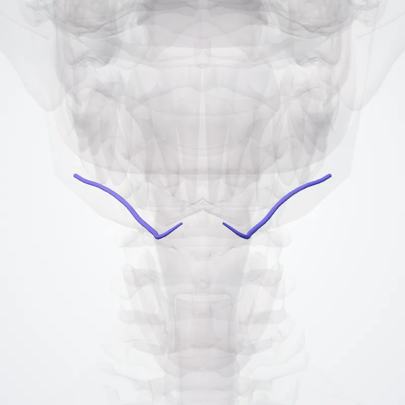 Submental vein (Vena submentalis) highlighted in a 3D model of the human body