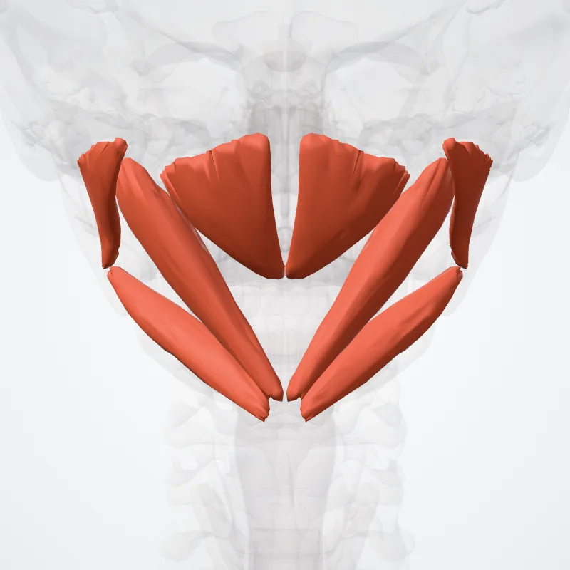 Suboccipital muscles (Musculi suboccipitales) highlighted in a 3D model of the human body