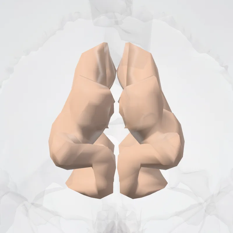 Subparietal sulcus (Sulcus subparietalis) highlighted in a 3D model of the human body