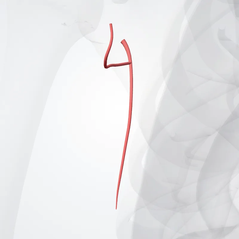 Subscapular artery (Arteria subscapularis) highlighted in a 3D model of the human body