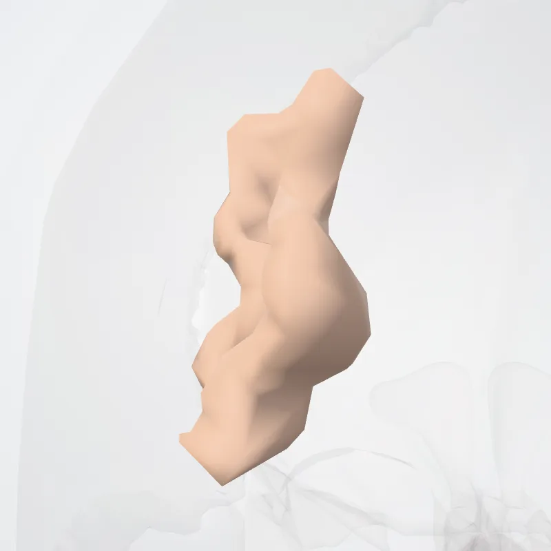 Sulcus interm_prim-Jensen hervorgehoben in einem 3D-Modell des menschlichen Körpers